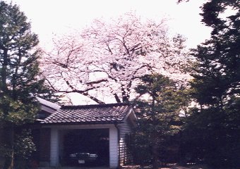 ΐ쌧mɂ̒̍