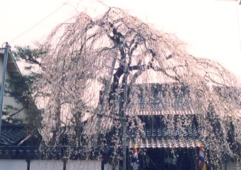 �c����