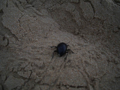 裕美のドバイ旅行記 −−